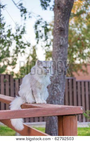 Cat Outdoors