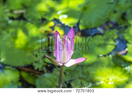 Lotus Flower