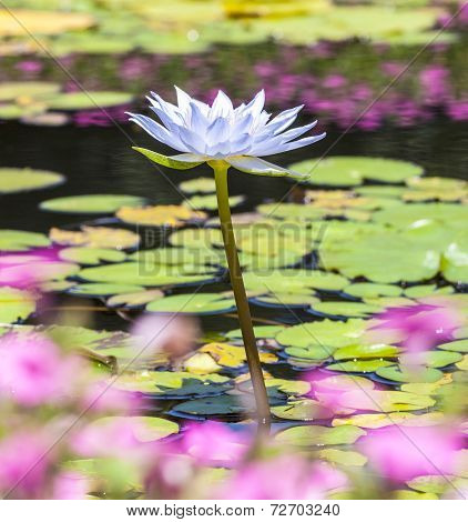 Beautiful Pink Lotus, Water Plant In A Pond