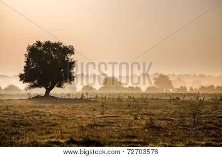 beautiful foggy landscape