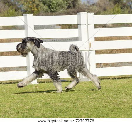 Standard Schnauzer