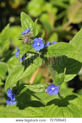Green Alkanet