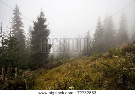 Mystical Deep Fog In A Forest