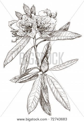 Vector Seamless pattern with Oleander flower
