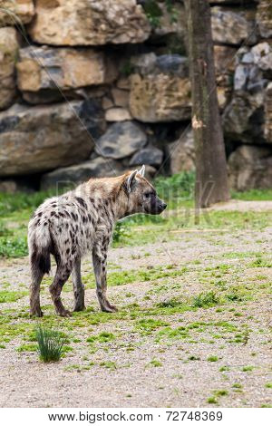 Hyena