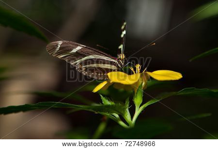 Zebra Longwing
