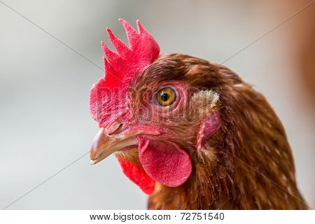 Brown Chicken