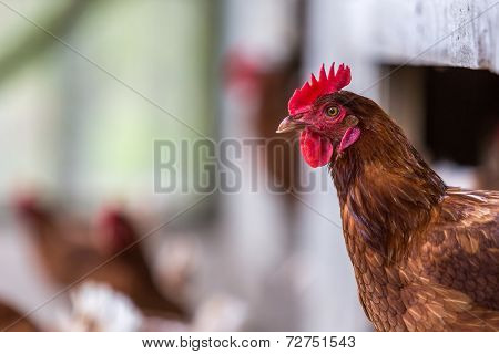 Free Range Chicken