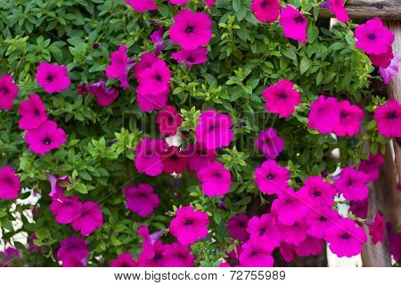 petunias flower