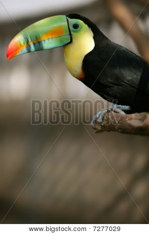 Kee Billed Toucan Vogel bunt
