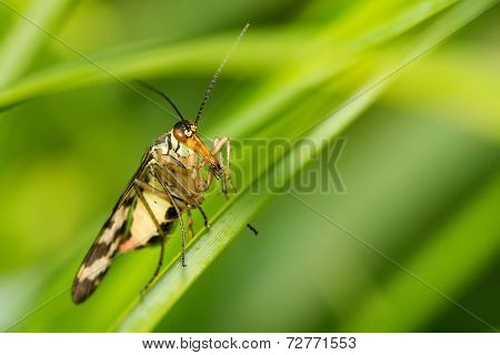 Closeup Of An Insect