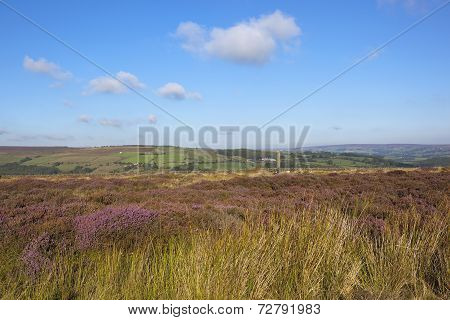 Heather And Standing Stone