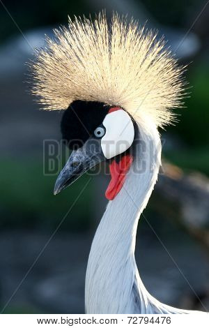 Crowned Crane Bird
