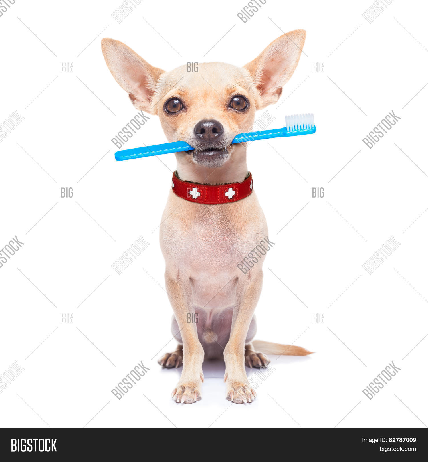 Toothbrush Dog Image & Photo (Free Trial) Bigstock