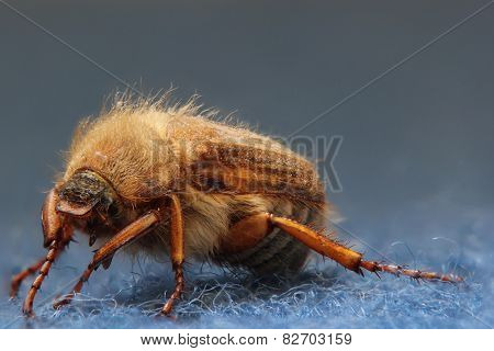 European June Beetle