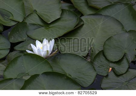 Waterlily Blossom