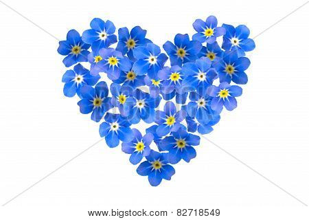 forget me not