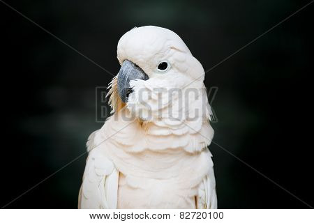 Portrait Of A Moluccan Cockatoo (cacatua Moluccensis), Or Salmon-crested Cockatoo,
