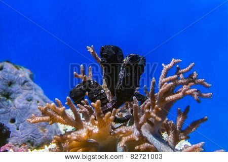 Three Blacks Seahorses
