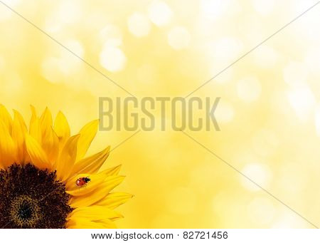 Sunflower With Ladybird