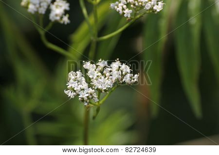 Valerian Blossoms