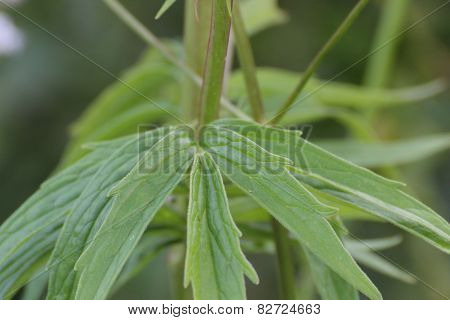 Valerian Leaves