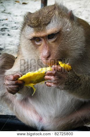 Monkey On The Thailand Beach