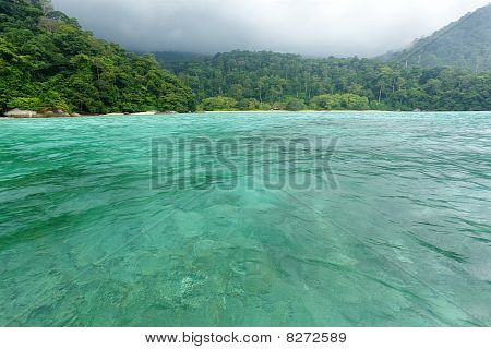 Wild trooppisia