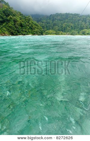 Wild trooppisia