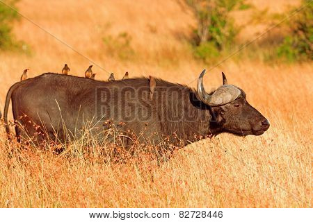 Male buffalo