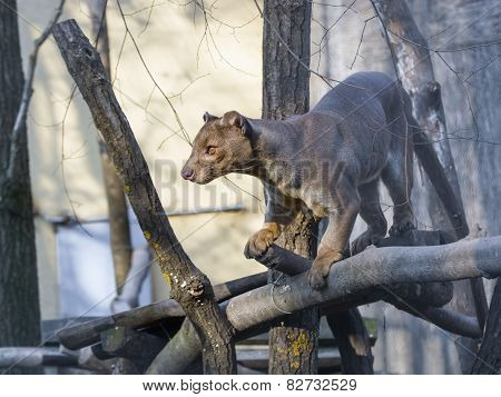 Fossa (cryptoprocta Ferox)