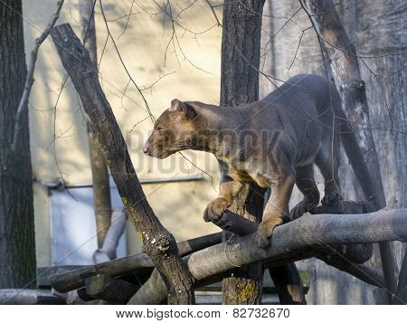 Fossa (cryptoprocta Ferox)