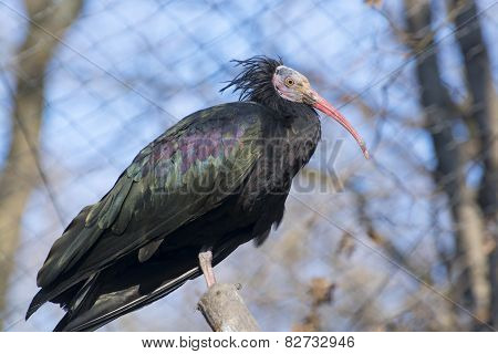 Northern Bald Ibis (geronticus Eremita)