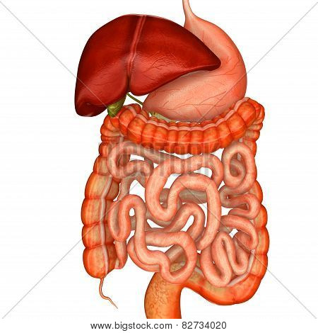 Human Digestive System