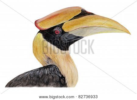 great hornbill