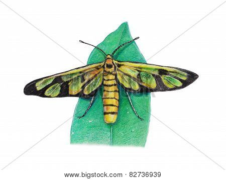 moth painting