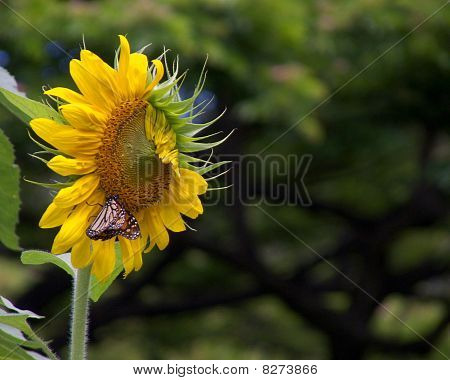 Monarch Sonnenblume