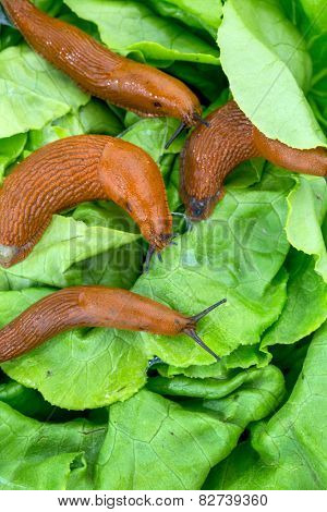 a slug in the garden eating a lettuce leaf. snail invasion in the garden