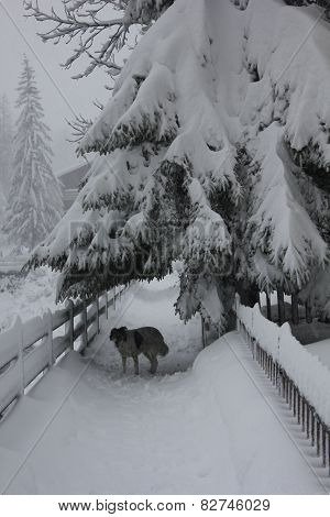 Dog under Tree Branches Covered With Snow