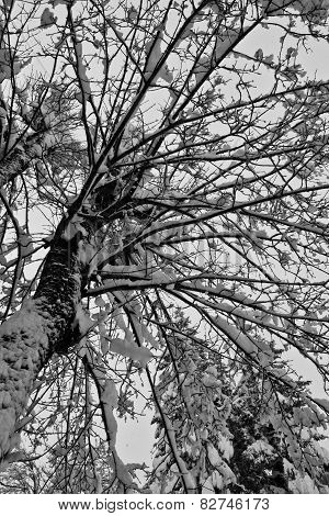 Tree Branches Covered With Snow