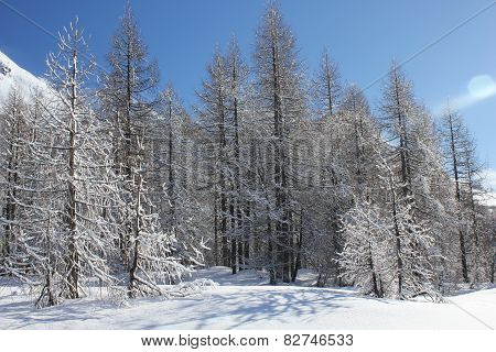 Tree branches covered with snow with a very blue sky.