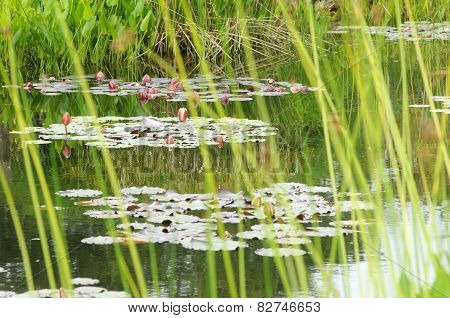Brittany, Le Jardin Lepage In Pleumeur Bodou