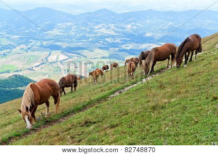 Wild Horses Grazing