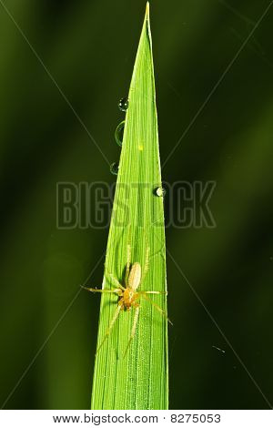 Spider på et blad af græs