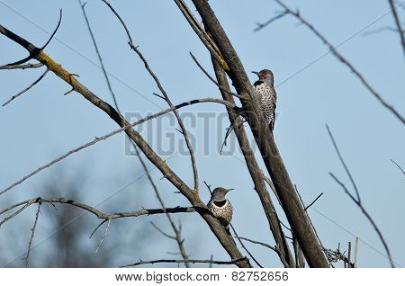 Pair Of Northern Flickers Perched In A Tree