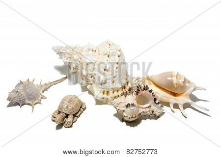 seashells on a white background