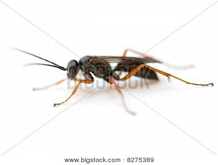 Spider Wasp