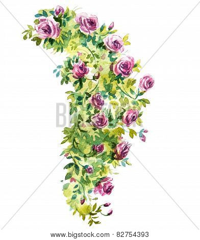Rose bush watercolor sketch. Vector illustration.