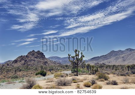 Desert