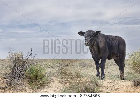 Bull
